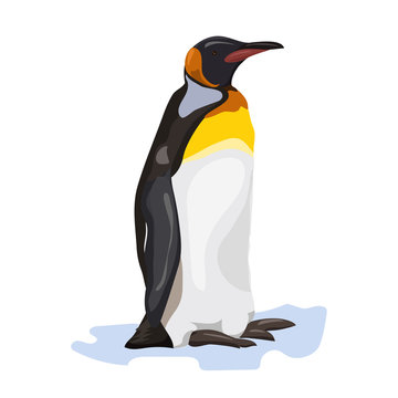 black and white cartoon penguin at the white background