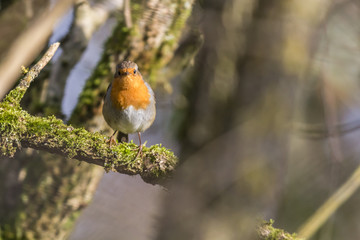 Rotkehlchen (Erithacus rubicula)