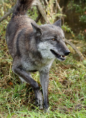 Grey wolfe walking on grass