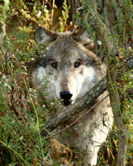  Wolf staring out from between bushes