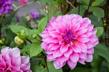 Obraz premium pink dahlia in garden