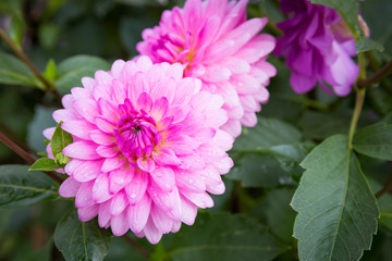 pink dahlia in garden