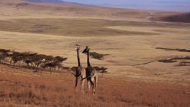 Girafes dans la savane africaine