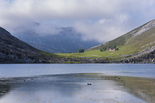 Patos en Lago Enol (Lagos de Covadonga, Asturias - España).