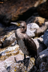 Great cormorant  in the top of a rock