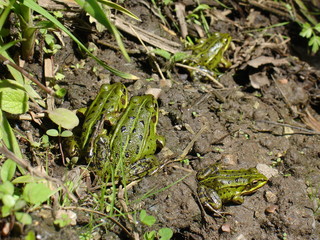 Cute green frogs in forest