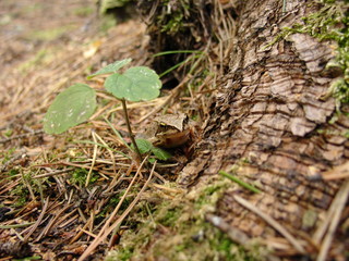 Cute green frog in the pine forest