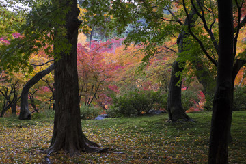 Autumn colorful maple leaves