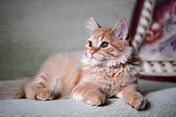 Fototapeta na wymiar Домашний рыжий котенок лежит на диване 