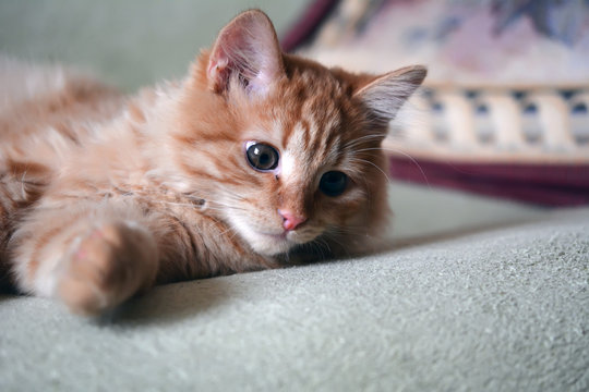 Домашний рыжий котенок лежит на диване
