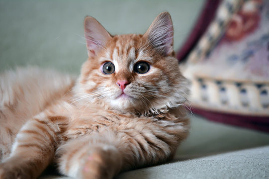 Домашний рыжий котенок лежит на диване
