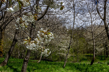 mountain flower tree.