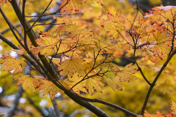 Autumn colorful maple leaves