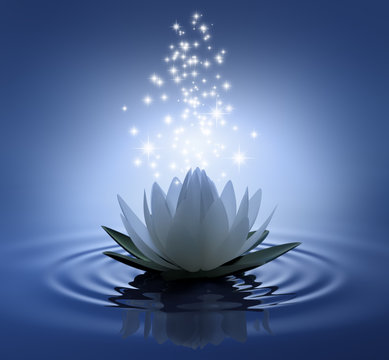 Fototapeta Lotusblüte auf blauem Wasser mit Sternen