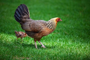 Chiken