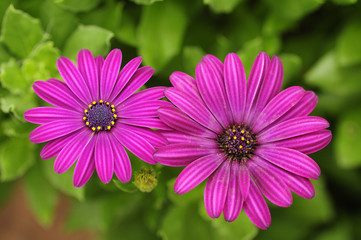 Fototapeta premium Two purple daisies