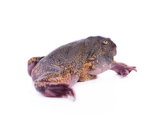 bullfrog on white background