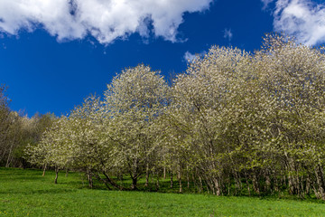 Fototapeta premium mountain flower tree.