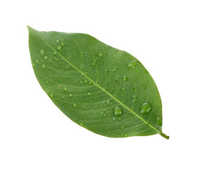 green leaf isolated on a white background