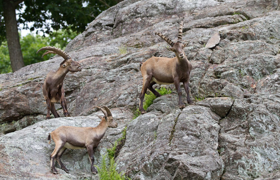 Three Ibex (Capra ibex) walking on rocky cliff