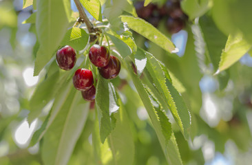 Fresh cherry from orchard