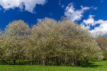 mountain flower tree.