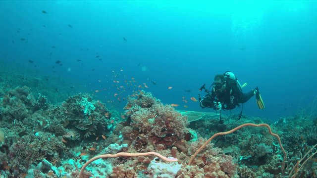 Colorful coral reef with a diver and plenty fish. Videographer 4k footage