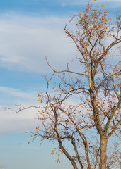 Arbre