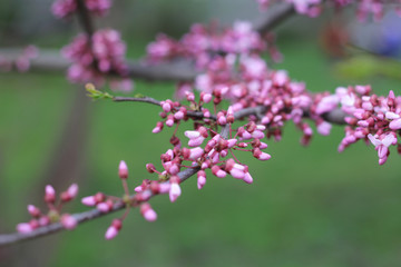  Branch of a Blossoming Tree. Spring