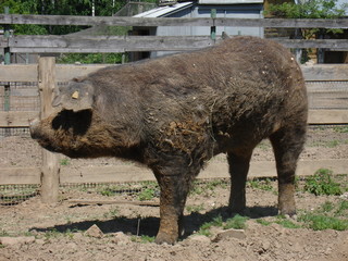 Big dirty hog