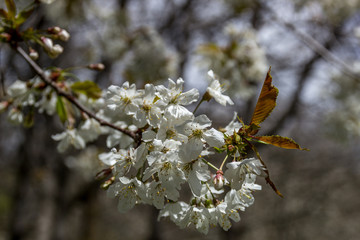 mountain flower tree.