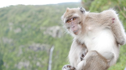 Monkey mauritius