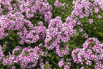 Fototapeta premium Background of colourful flowering Phlox