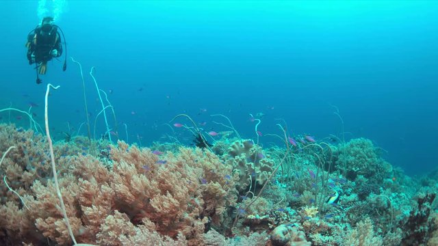 Colorful coral reef with a diver and plenty fish. Videographer 4k footage