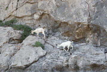 Fototapeta na wymiar Mountain goats. Rhodes Island, Greece.