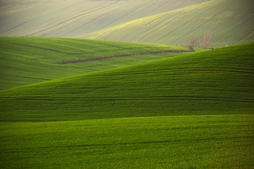 Wiosenny rozkwit © Paweł Domański