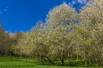mountain flower tree.