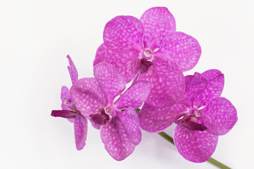 The branch of purple orchid