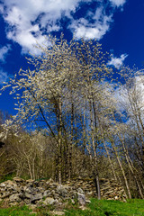 mountain flower tree.