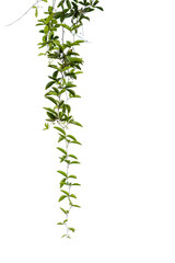 Ivy green with leaf on concrete white background