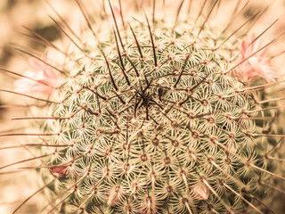 Vintage tone.Closeup of cactus.