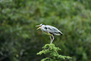 樹上のアオサギ