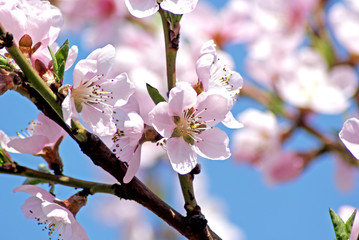 Blossoming peach. Flowering white tree