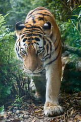 Closeup view of a Amur tiger in the forest