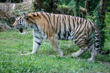 Side view of a Amur tiger in the forest