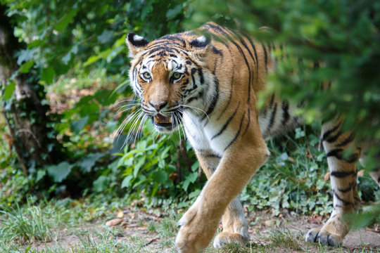 Amur tiger walking in the forest
