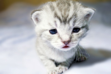kitten little newborn baby opened his eyes