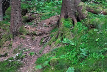 Old trees in forest