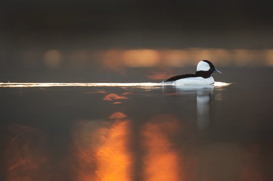 A male Bufflehead duck swims along on the calm water as the sun rises behind it.