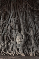 Head of Buddha statue in the tree